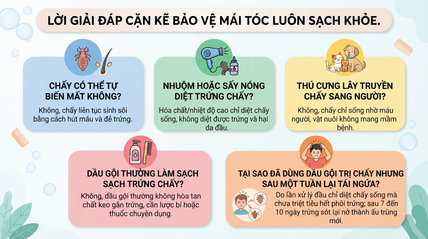 Chấy da đầu: Dấu hiệu, cách xử lý và phòng ngừa hiệu quả