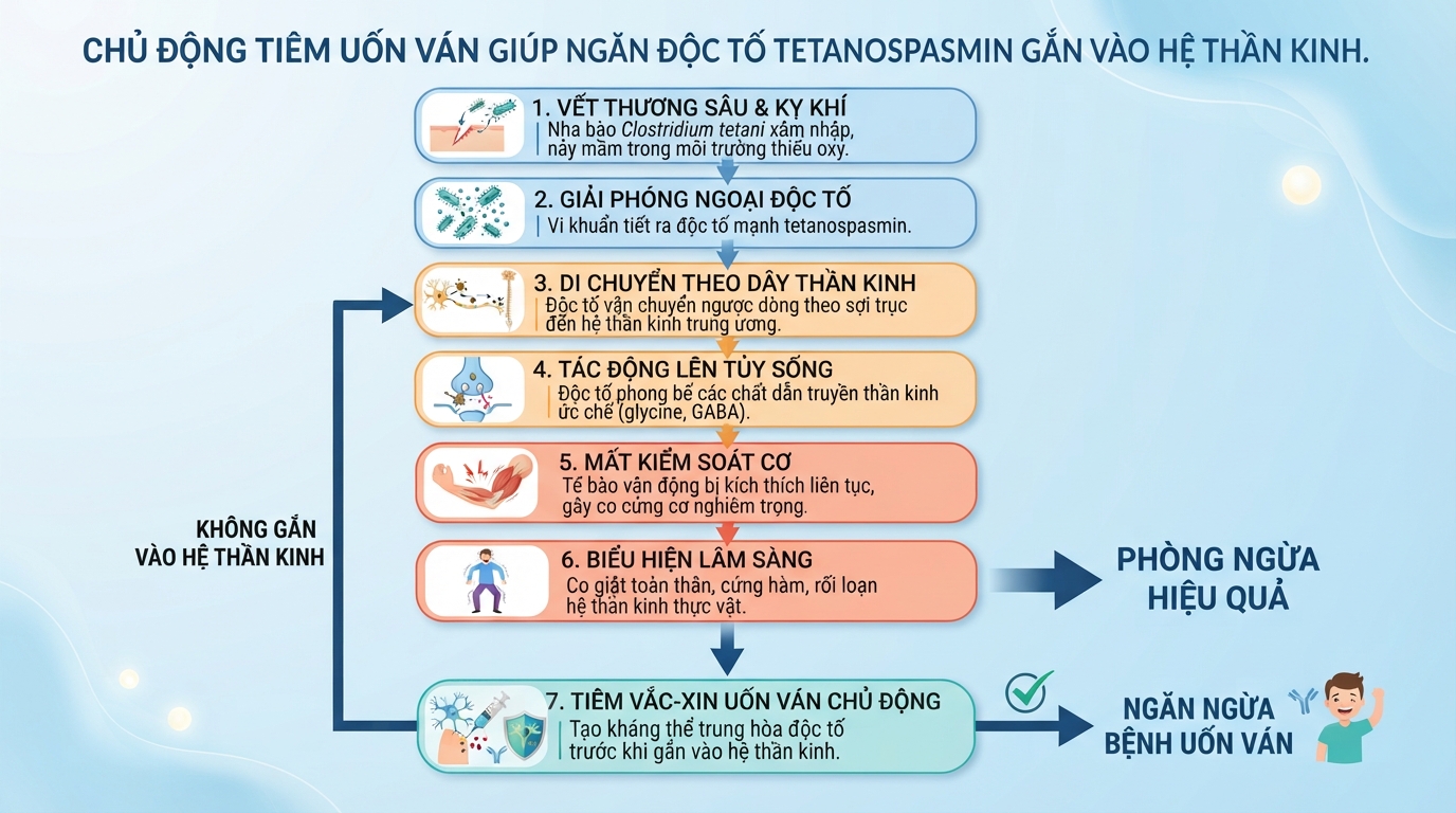 Chủ động tiêm uốn ván giúp ngăn độc tố tetanospasmin gắn vào hệ thần kinh.