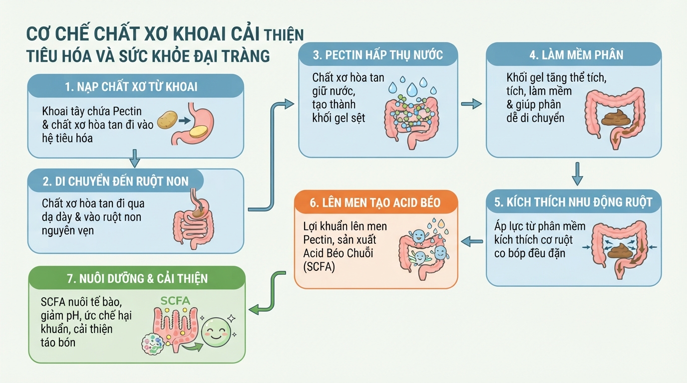 Cơ chế chất xơ trong khoai giúp nhuận tràng và nuôi dưỡng hệ vi sinh đường ruột khỏe mạnh.