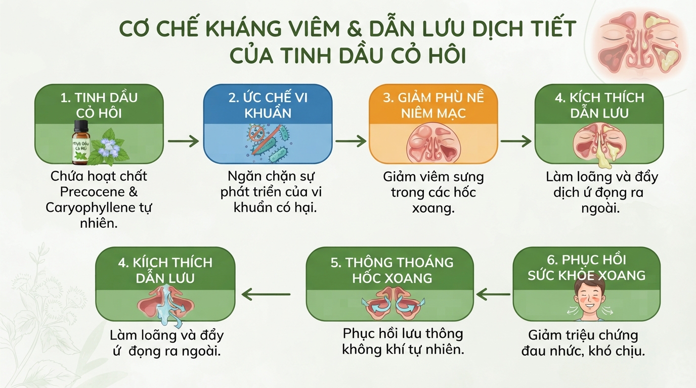 Cơ chế kháng viêm và dẫn lưu dịch tiết của tinh dầu cỏ hôi.