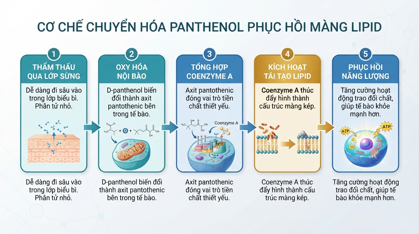 Cơ chế panthenol chuyển hóa thành coenzyme A giúp phục hồi cấu trúc màng lipid.