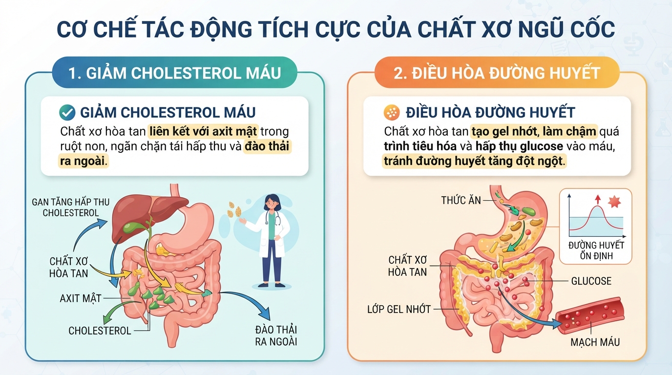 Cơ chế tác động tích cực của chất xơ trong ngũ cốc đối với hệ tiêu hóa và đường huyết.