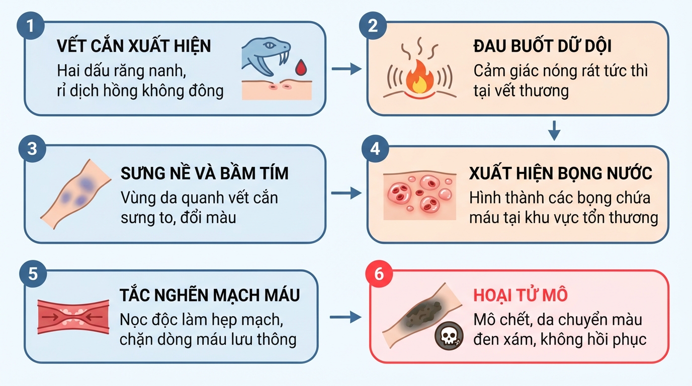 Diễn tiến hoại tử và sưng nề mô tại vị trí tổn thương do nọc độc.