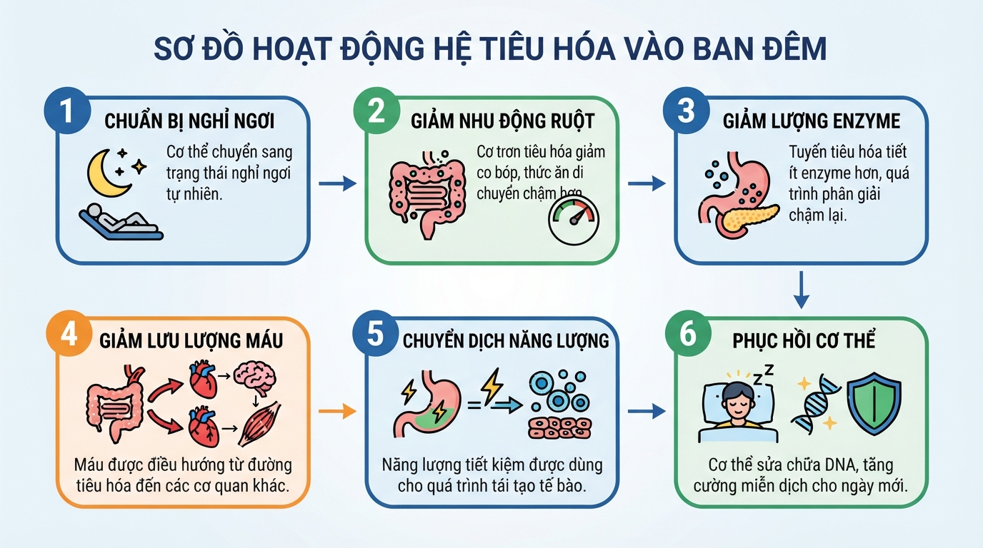 Hệ tiêu hóa buổi tối hoạt động chậm lại để ưu tiên cho quá trình phục hồi năng lượng cơ thể.