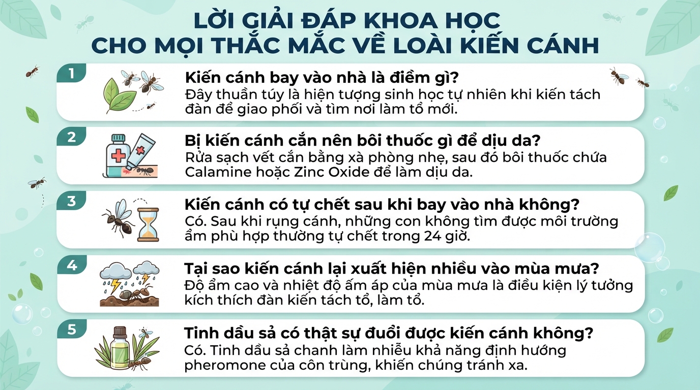 Kiến cánh bay vào nhà: Nguyên nhân, cách xử lý và sơ cứu dị ứng