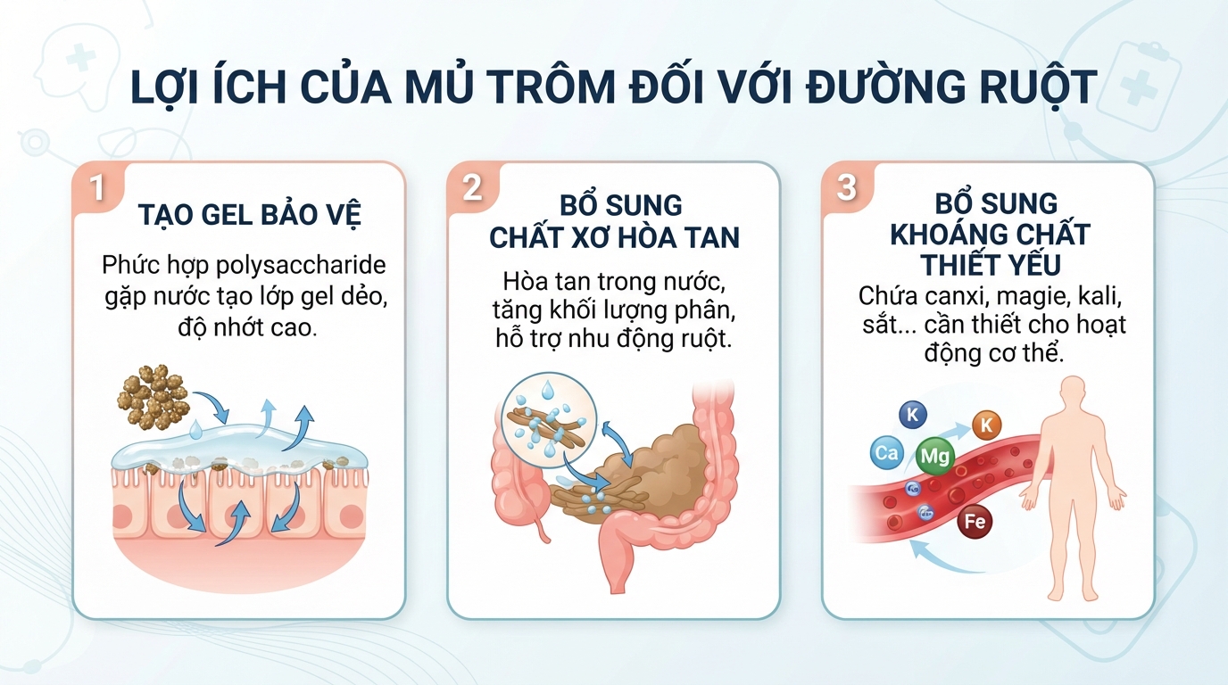 Mủ trôm chứa chất xơ hòa tan cùng nhiều khoáng chất như canxi, magie, kali hỗ trợ đường ruột.