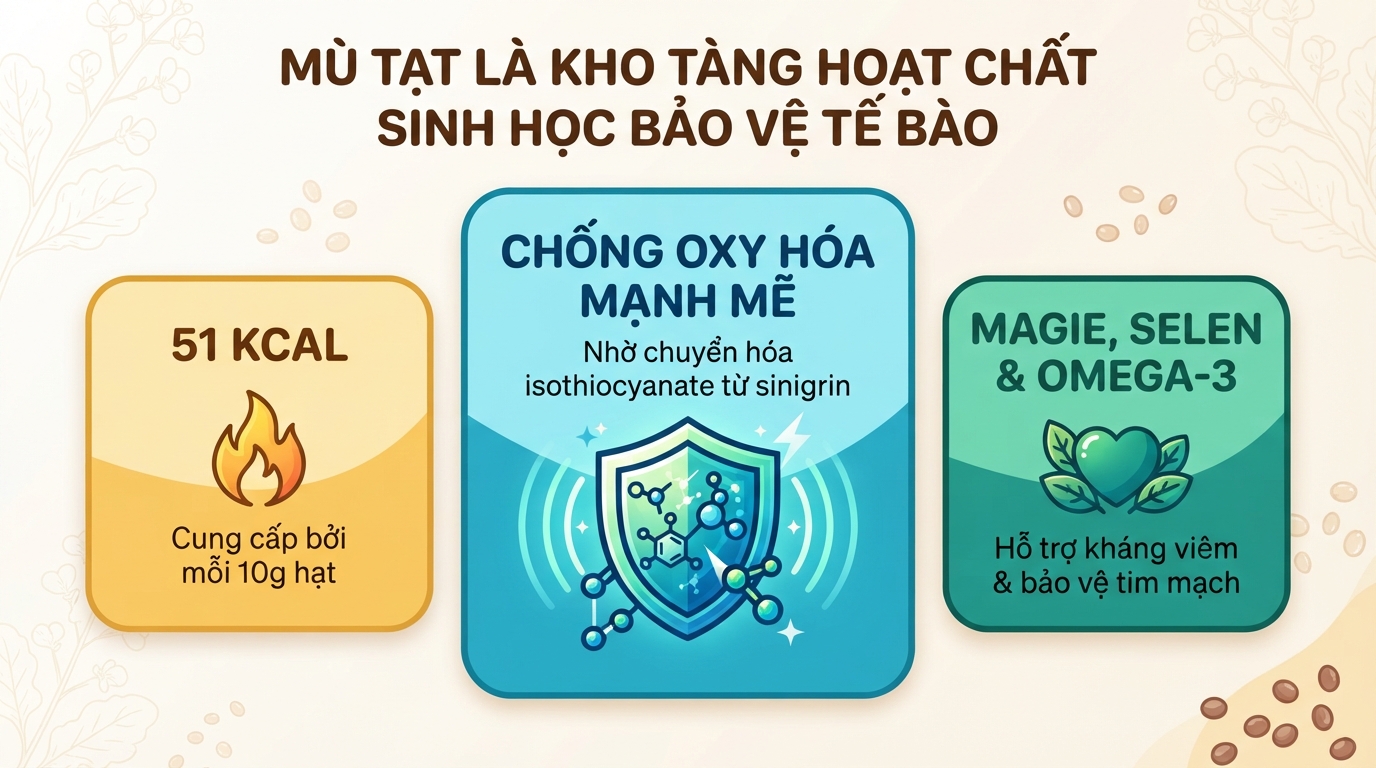 Mù tạt có tác dụng gì? Cách phân biệt mù tạt vàng và wasabi