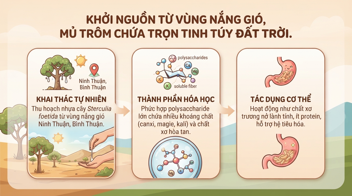 Mủ trôm: Tác dụng, cách dùng và những lưu ý an toàn cho sức khỏe