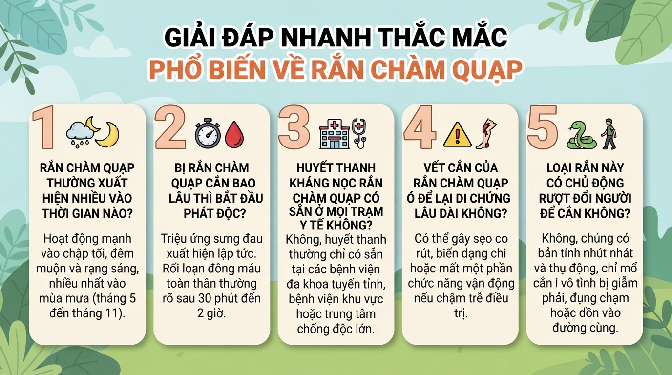 Rắn chàm quạp: Mức độ nguy hiểm, dấu hiệu và cách sơ cứu