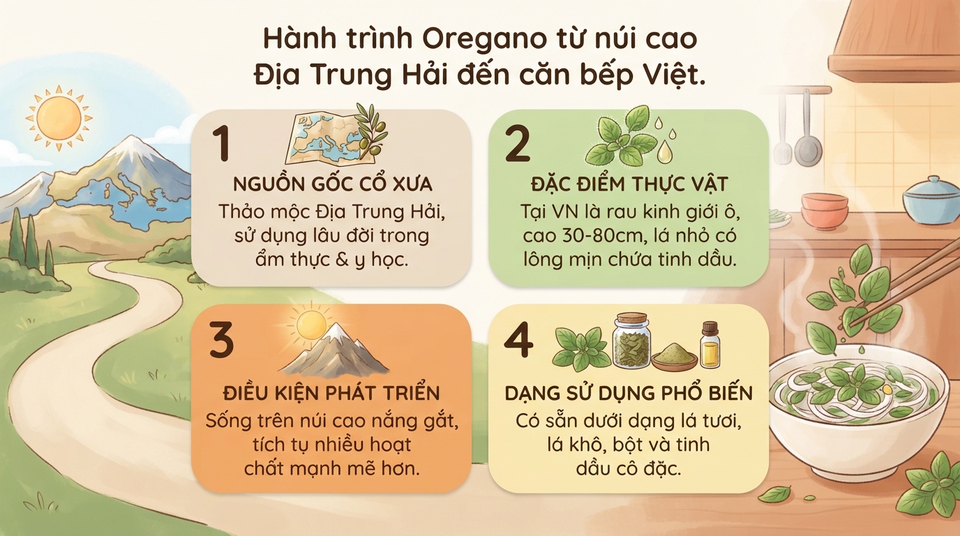Lá oregano là gì? Tác dụng và cách dùng an toàn cho sức khỏe