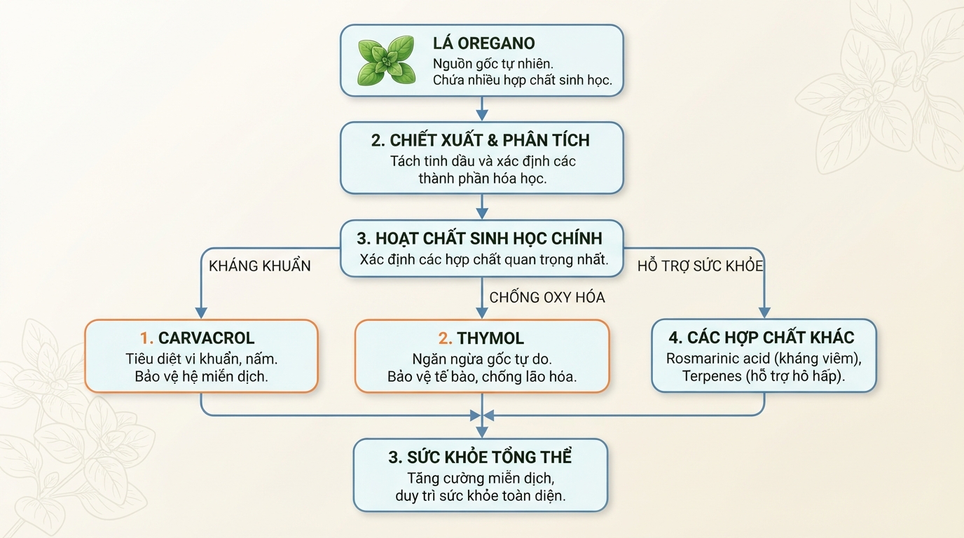 Sơ đồ các hoạt chất sinh học chính giúp kháng khuẩn và chống oxy hóa trong thảo mộc.