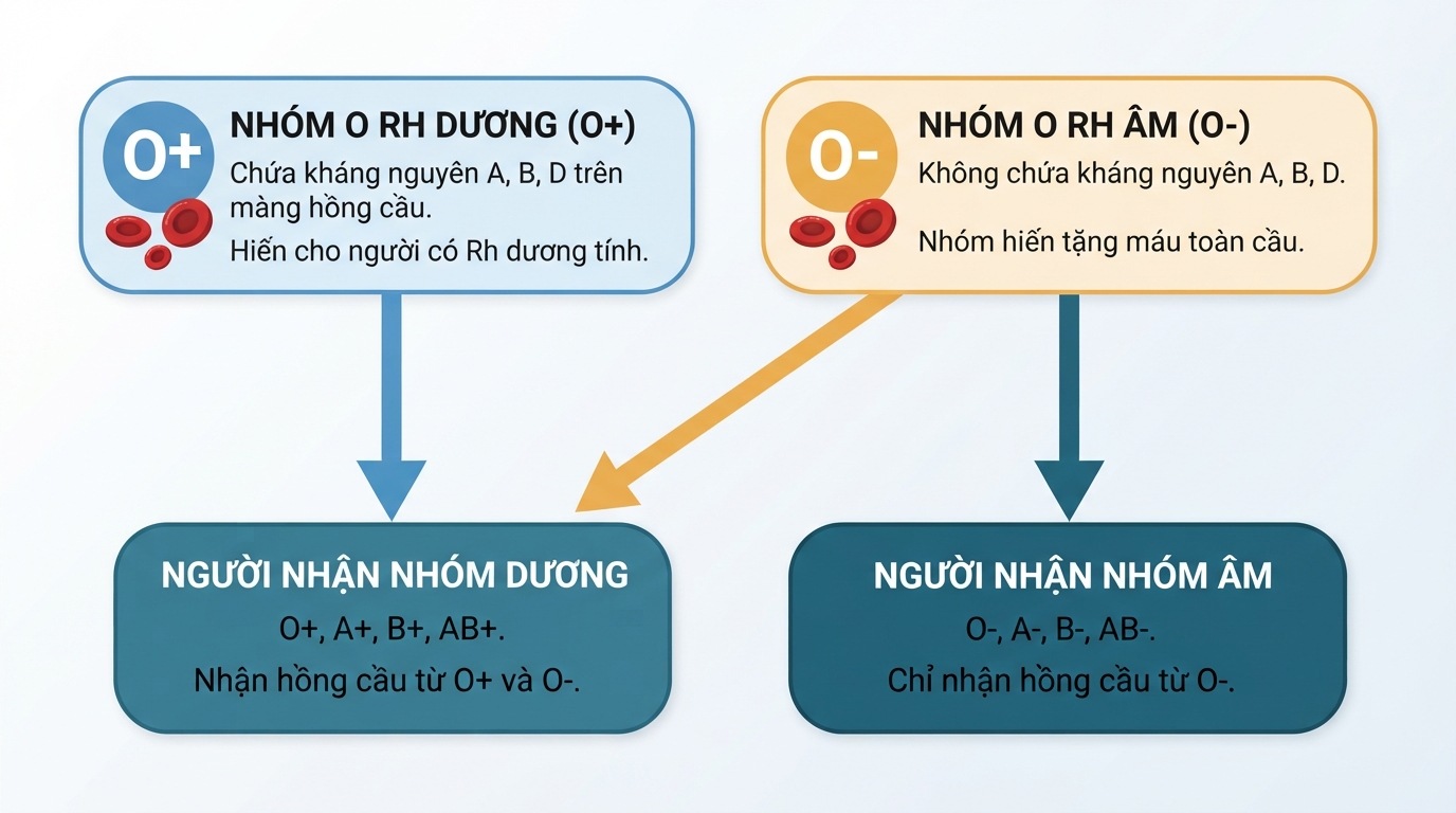 Sơ đồ khả năng hiến hồng cầu của nhóm máu O Rh âm và O Rh dương.