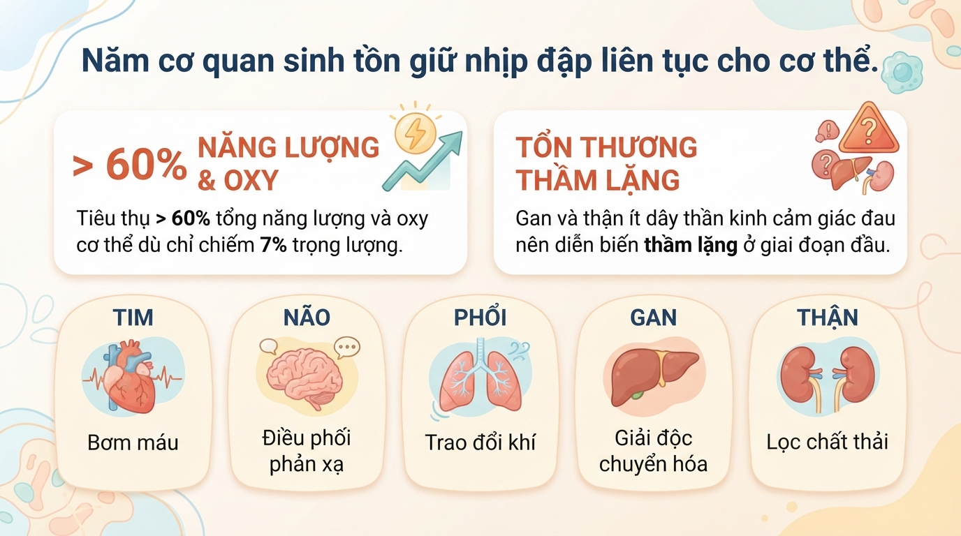 Cơ quan trong cơ thể người: Cấu tạo, chức năng và cách bảo vệ