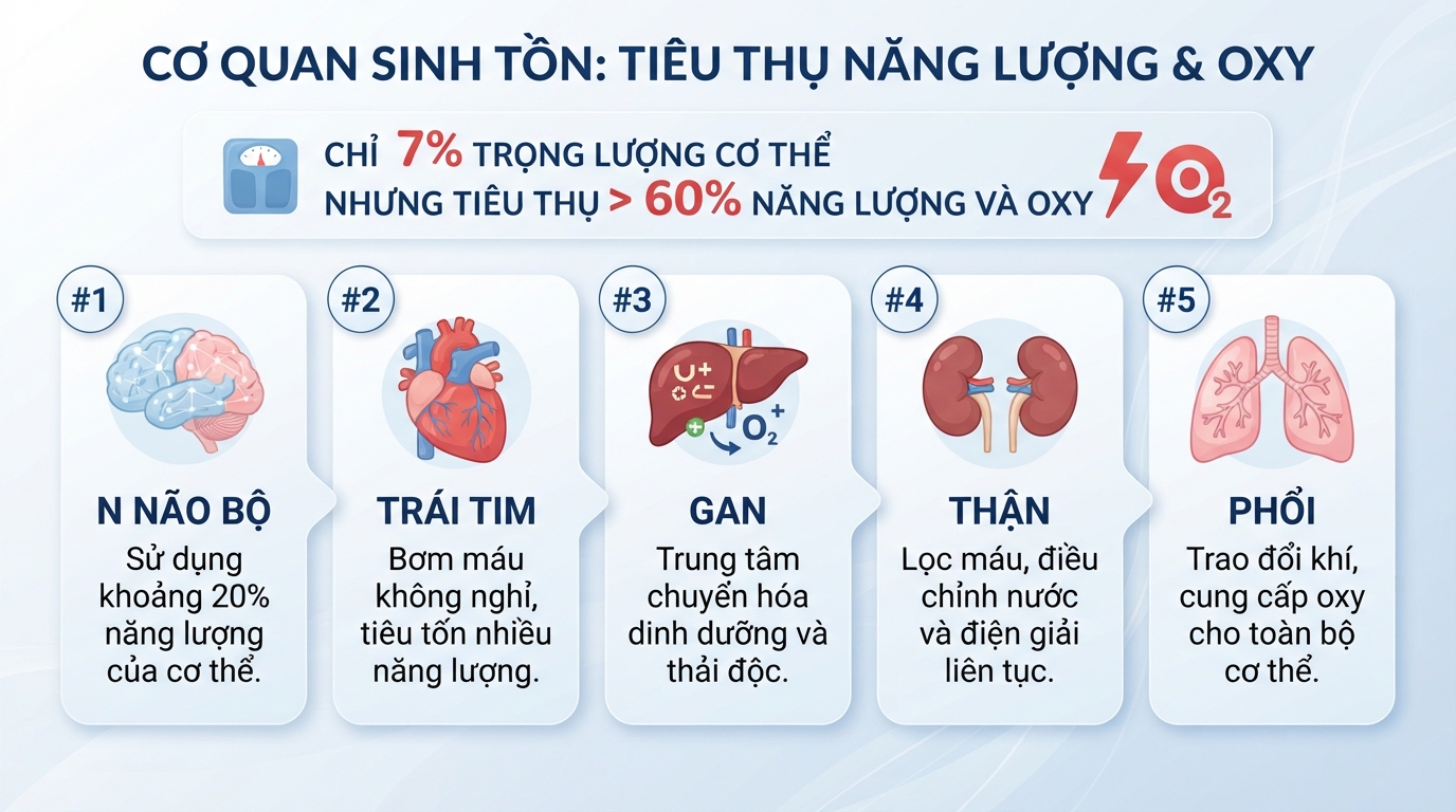 Tỷ lệ tiêu thụ năng lượng và oxy của 5 cơ quan sinh tồn thiết yếu nhất.