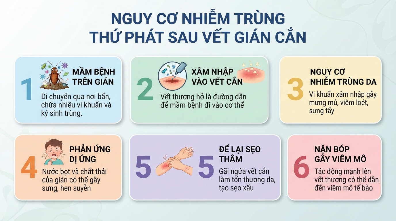 Vết gián cắn: Dấu hiệu, mức độ nguy hiểm và cách xử lý an toàn