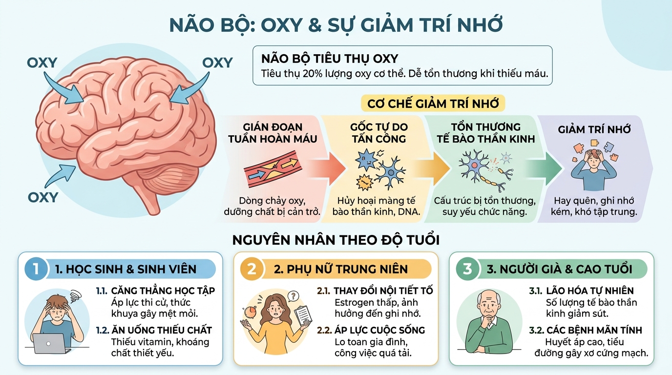 Não bộ tiêu thụ đến 20% oxy toàn thân, rất dễ tổn thương khi thiếu máu.