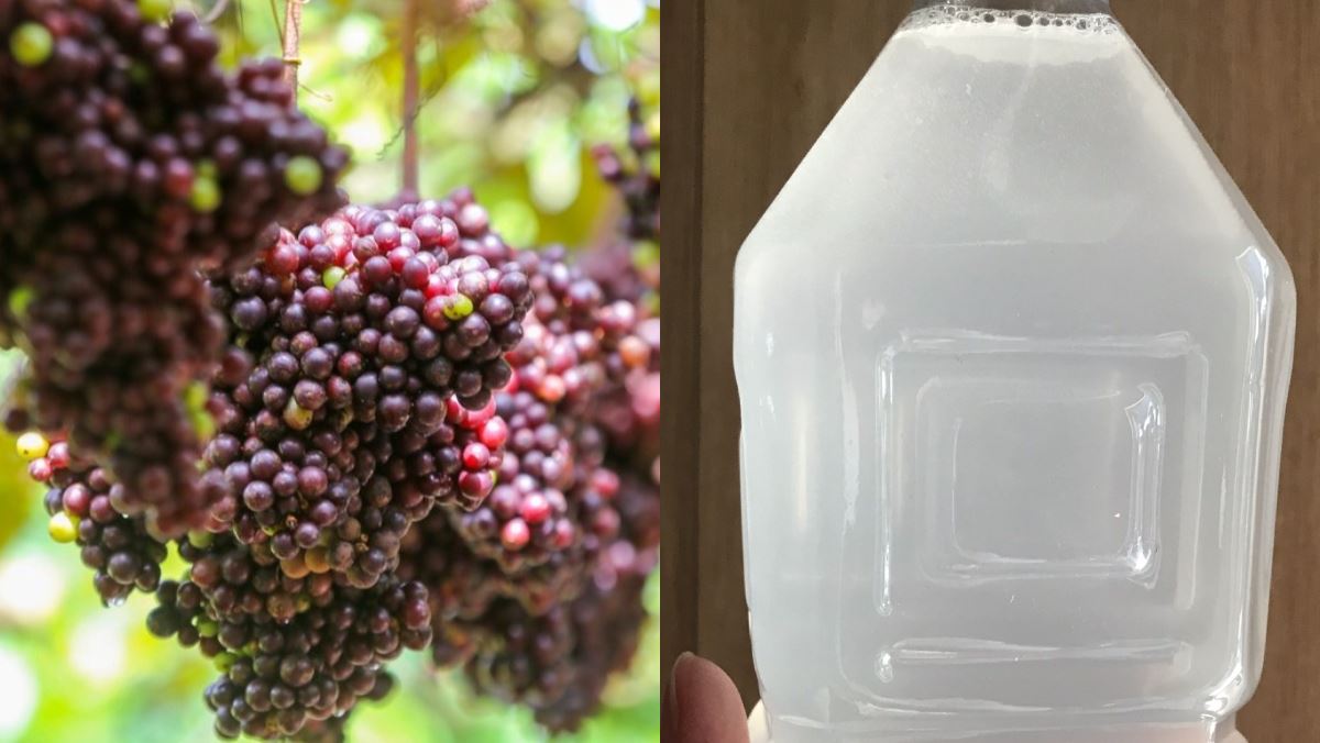 Nguyên liệu món ăn nho ngâm rượu trắng