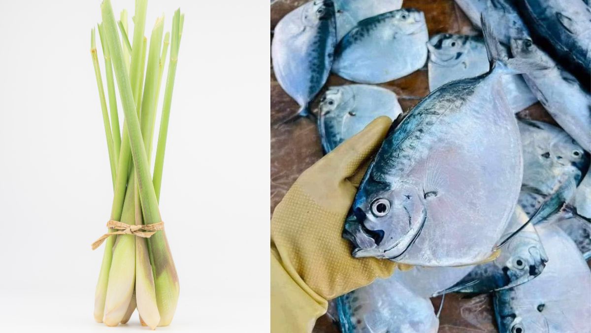 Nguyên liệu món ăn cá bánh lái là cá gì? 3 món ăn từ cá bánh lái ngon nhất bạn nên thử