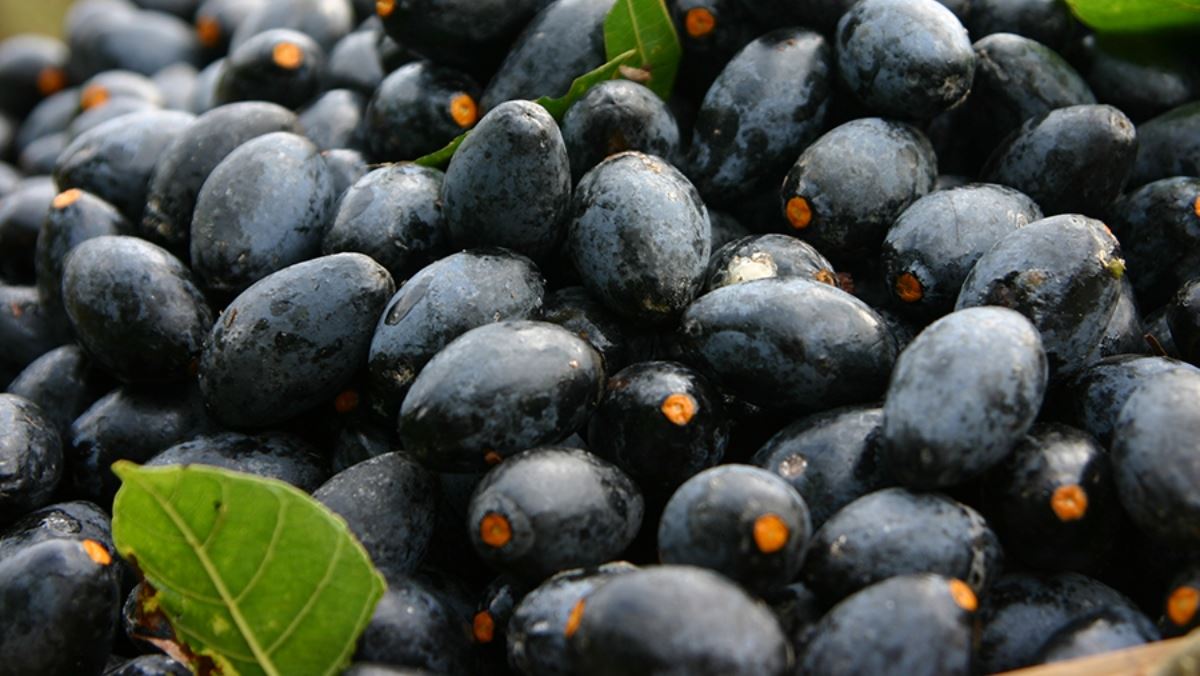 Nguyên liệu món ăn om trám đen