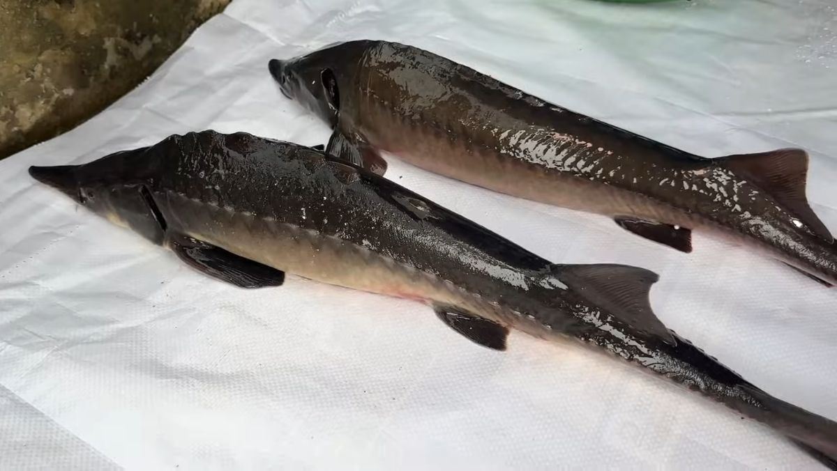 Nguyên liệu món ăn cách làm cá tầm