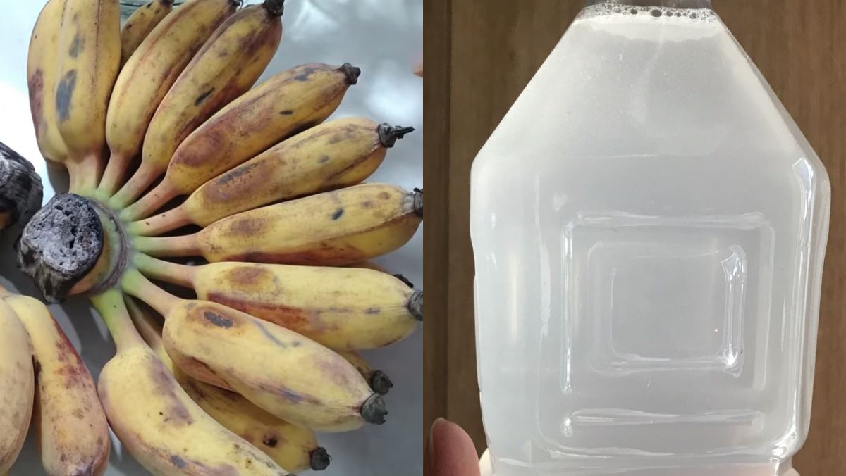 Nguyên liệu món ăn rượu chuối chín